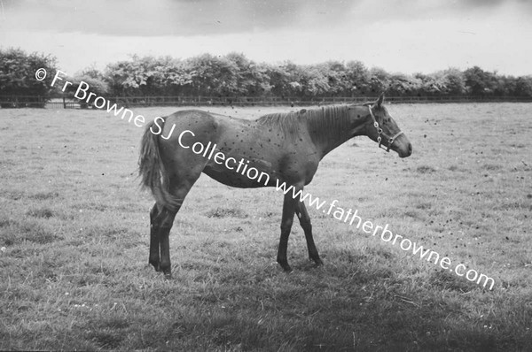 SHESLOON STUD   HORSES WITH ANDY MURRAY THE STUD GROOM